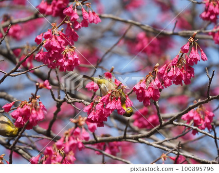 White-eye sucking nectar from Kanhizakura that blooms downwards White-eye sucking nectar from Kanhizakura that blooms downwards 100895796