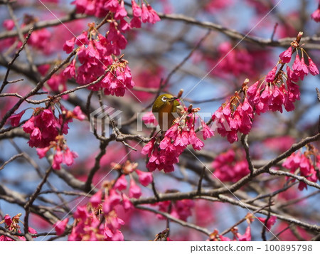 White-eye sucking nectar from Kanhizakura that blooms downwards White-eye sucking nectar from Kanhizakura that blooms downwards 100895798