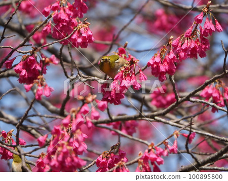 White-eye sucking nectar from Kanhizakura that blooms downwards White-eye sucking nectar from Kanhizakura that blooms downwards 100895800