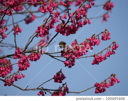 White-eye sucking nectar from Kanhizakura that blooms downwards 100895806