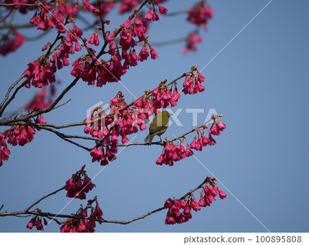 White-eye sucking nectar from Kanhizakura that blooms downwards White-eye sucking nectar from Kanhizakura that blooms downwards 100895808