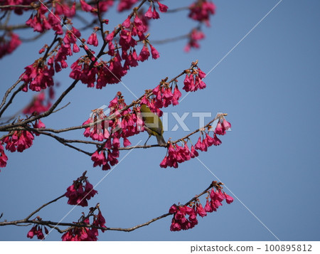 White-eye sucking nectar from Kanhizakura that blooms downwards White-eye sucking nectar from Kanhizakura that blooms downwards 100895812