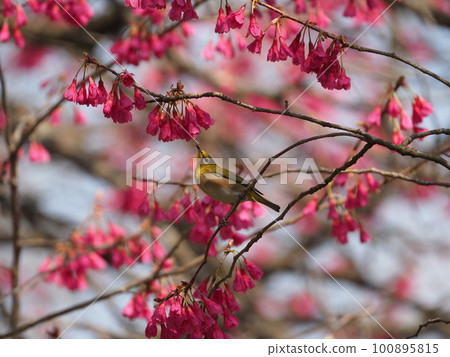 White-eye sucking nectar from Kanhizakura that blooms downwards White-eye sucking nectar from Kanhizakura that blooms downwards 100895815