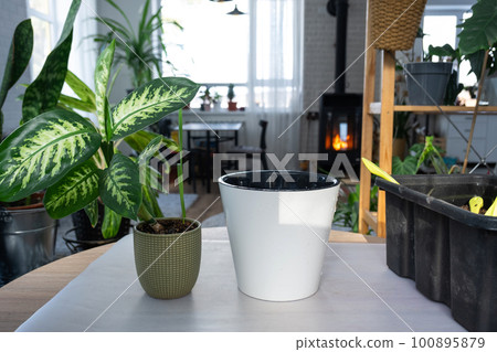 Repotting a home plant Dieffenbachia Tropic Snow into a new pot in home interior in a double pot with automatic watering. Caring for a potted plant, close-up 100895879