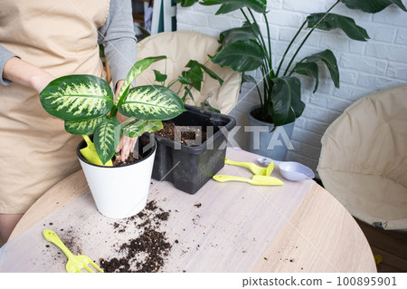 Repotting a home plant Dieffenbachia Tropic Snow into a new pot in home interior in a double pot with automatic watering. Caring for a potted plant, close-up 100895901