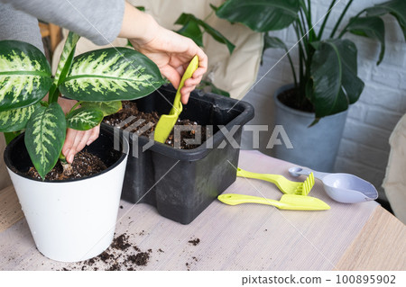 Repotting a home plant Dieffenbachia Tropic Snow into a new pot in home interior in a double pot with automatic watering. Caring for a potted plant, close-up Repotting a home plant Dieffenbachia Tropic Snow into a new pot in home interior in a double pot with automatic watering. Caring for a potted plant, close-up 100895902