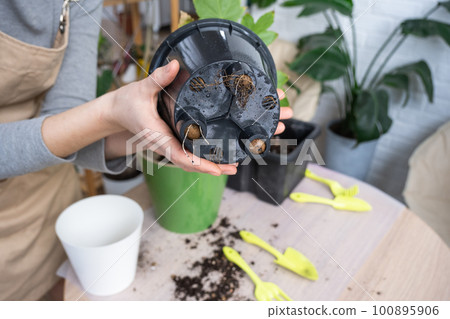 The earthen lump of a home potted plant is entwined with roots, the plant has outgrown the pot. The need for a plant replant. Transplanting and caring for a home plant, rhizome, root rot 100895906