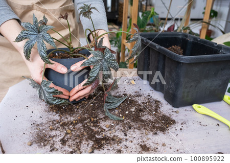 Transplanting a home plant Begonia Gryphon into a new pot. A woman plants a stalk with roots in a new soil. Caring for a potted plant, hands close-up Transplanting a home plant Begonia Gryphon into a new pot. A woman plants a stalk with roots in a new soil. Caring for a potted plant, hands close-up 100895922