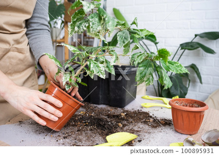 Repotting a home plant hibiscus variegated into a new pot in home interior. Caring for a potted plant, hands close-up Repotting a home plant hibiscus variegated into a new pot in home interior. Caring for a potted plant, hands close-up 100895931
