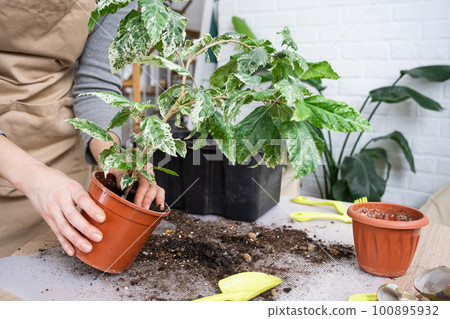 Repotting a home plant hibiscus variegated into a new pot in home interior. Caring for a potted plant, hands close-up Repotting a home plant hibiscus variegated into a new pot in home interior. Caring for a potted plant, hands close-up 100895932
