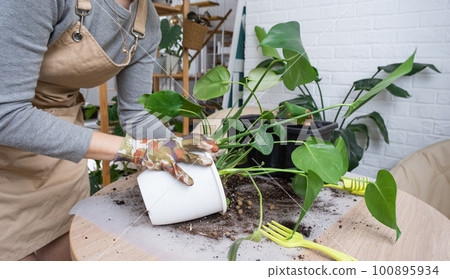Repotting a home plant Philodendron Monstera... - Stock Photo [100895934] -  PIXTA