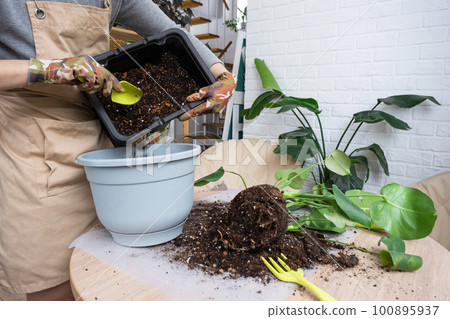 Repotting a home plant Philodendron Monstera deliciosa into a new pot in home interior. Caring for a potted plant, hands close-up Repotting a home plant Philodendron Monstera deliciosa into a new pot in home interior. Caring for a potted plant, hands close-up 100895937