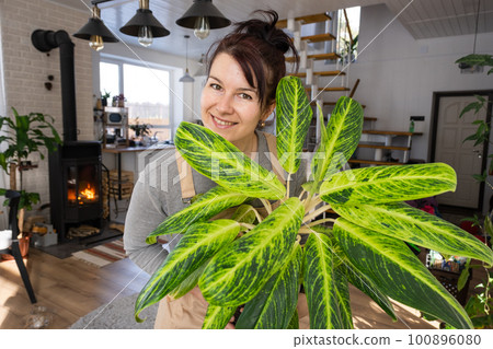 A happy woman in a green house with a potted plant in her hands smiles, takes care of a flower. The interior of a cozy eco-friendly house, a fireplace stove, a hobby for growing and breeding homeplant 100896080
