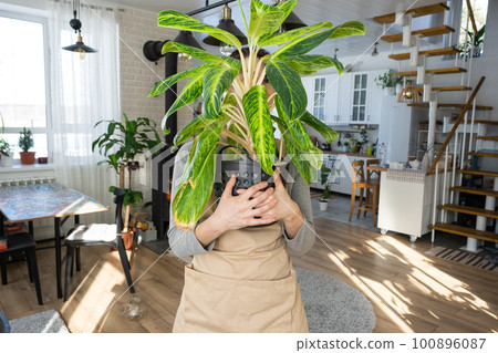A happy woman in a green house with a potted plant in her hands smiles, takes care of a flower. The interior of a cozy eco-friendly house, a fireplace stove, a hobby for growing and breeding homeplant A happy woman in a green house with a potted plant in her hands smiles, takes care of a flower. The interior of a cozy eco-friendly house, a fireplace stove, a hobby for growing and breeding homeplant 100896087