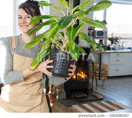 A happy woman in a green house with a potted plant in her hands smiles, takes care of a flower. The interior of a cozy eco-friendly house, a fireplace stove, a hobby for growing and breeding homeplant A happy woman in a green house with a potted plant in her hands smiles, takes care of a flower. The interior of a cozy eco-friendly house, a fireplace stove, a hobby for growing and breeding homeplant 100896097