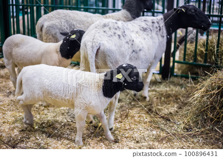 Group of funny cute dorper sheep at animal exhibition, trade show Group of funny cute dorper sheep at animal exhibition, trade show 100896431
