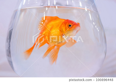 Goldfish swimming around in glass bowl aquarium: close up Goldfish swimming around in glass bowl aquarium: close up 100896448
