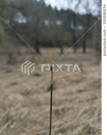 Tick brown sitting on blade of grass stalk and waiting for the victim 100896834