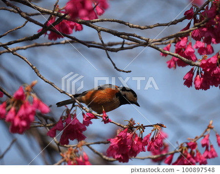 A variegated tit that looks like it's wearing red boots, tearing off the flowers of Kanhizakura 100897548