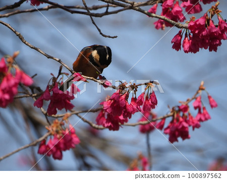 A variegated tit that looks like it's wearing red boots, tearing off the flowers of Kanhizakura A variegated tit that looks like it's wearing red boots, tearing off the flowers of Kanhizakura 100897562