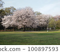 Cherry blossoms in the square 100897593