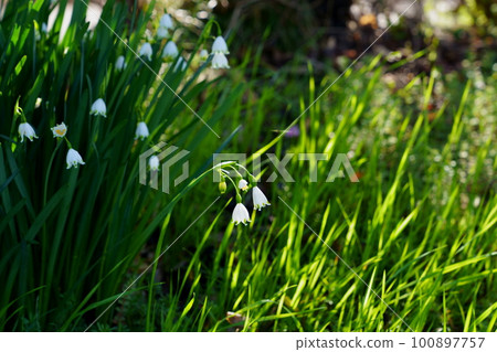 水仙花的白百合 100897757