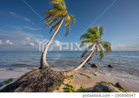 Palm trees on paradise beach Palm trees on paradise beach 100898047
