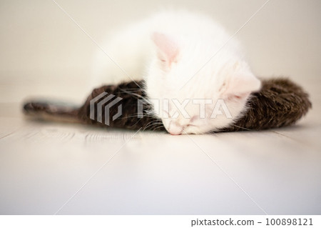 Portrait of a domestic cat of white color with big eyes. Cute clean cat. Portrait of a domestic cat of white color with big eyes. Cute clean cat. 100898121
