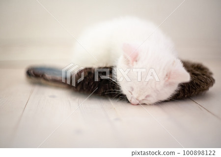 Portrait of a domestic cat of white color with big eyes. Cute clean cat. Portrait of a domestic cat of white color with big eyes. Cute clean cat. 100898122