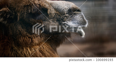 Portrait of an adult brown camel on a spring day 100899193