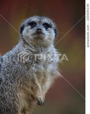 A meerkat stands and looks ahead on a spring day 100899194