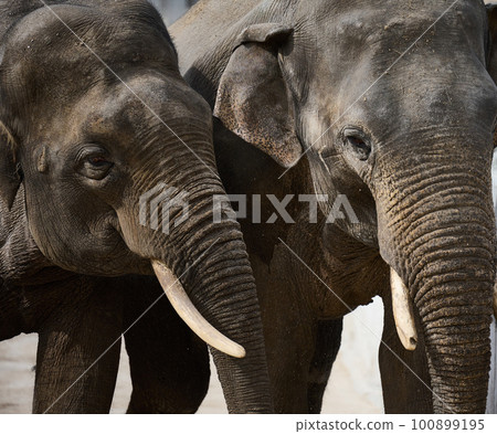 Two adult elephants walk in nature, spring day Two adult elephants walk in nature, spring day 100899195