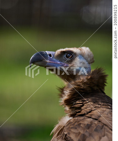 Portrait of a black griffin bird in nature Portrait of a black griffin bird in nature 100899215
