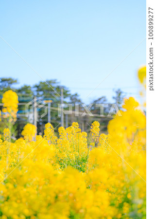Nanohana Batake Fukufuku no Sato(福岡縣糸島市) Nanohana Batake Fukufuku no Sato(福岡縣糸島市) 100899277