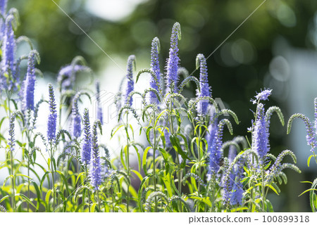 Veronica Longifolia Yurigahara Park 札幌市 100899318
