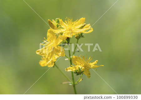 Hyotogi in Sapporo 100899330