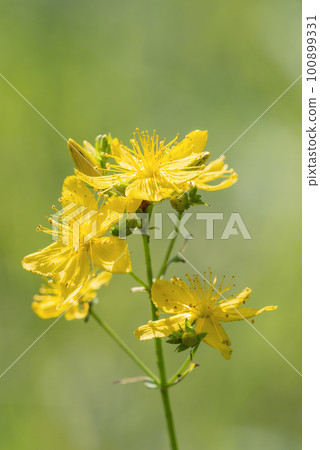 Hyotogi in Sapporo 100899331