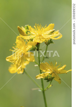 Hyotogi in Sapporo 100899332