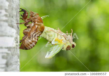 Ezo-zemi札幌市的出現 100899557