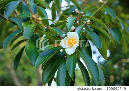 White camellia flower White camellia flower 100899649