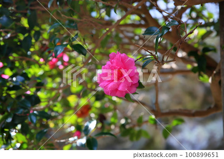 red camellia flower red camellia flower 100899651