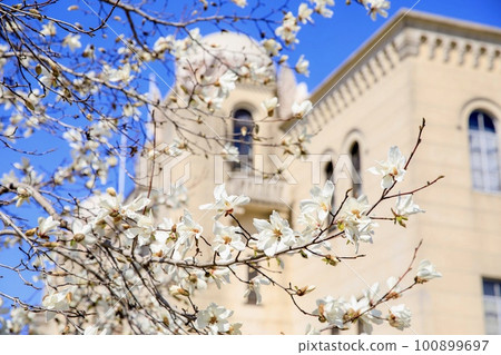 Toyohashi Public Hall and white magnolia flowers in full bloom 100899697