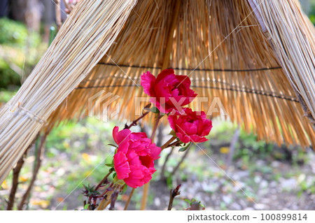 Winter blooming cold peony flower Winter blooming cold peony flower 100899814