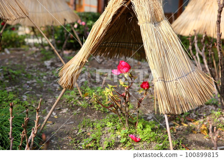 冬天開花的冷牡丹花 100899815