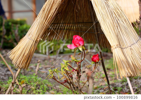 冬天開花的冷牡丹花 100899816