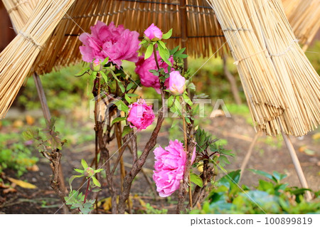 冬天開花的冷牡丹花 冬天開花的冷牡丹花 100899819