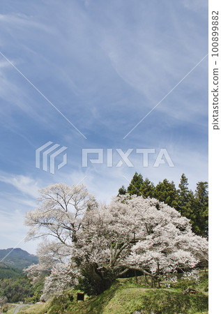 奈良縣宇田市灰原市佛龍寺千年櫻花 100899882