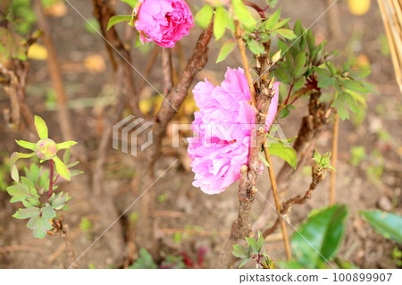 冬天開花的冷牡丹花 100899907