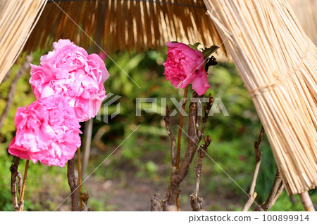 Winter blooming cold peony flower Winter blooming cold peony flower 100899914