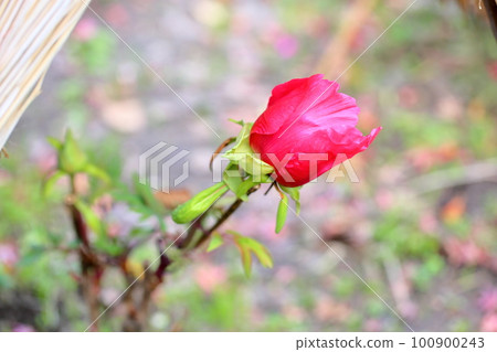 Winter blooming cold peony flower Winter blooming cold peony flower 100900243